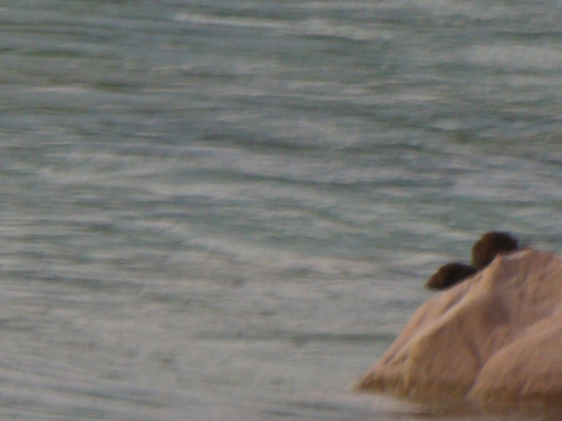 Visone americano - Fiume Piave (vicino a Feltre)